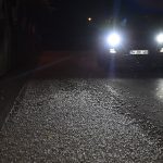 Binlercesi aynı gün çiftleşip topluca öldüler