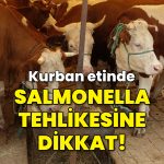 Kurban etinde ‘salmonella bakterisi’ne dikkat! – Haberler