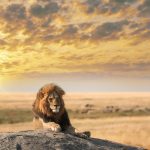 Alman iş insanı safaride aslan saldırısında öldü!